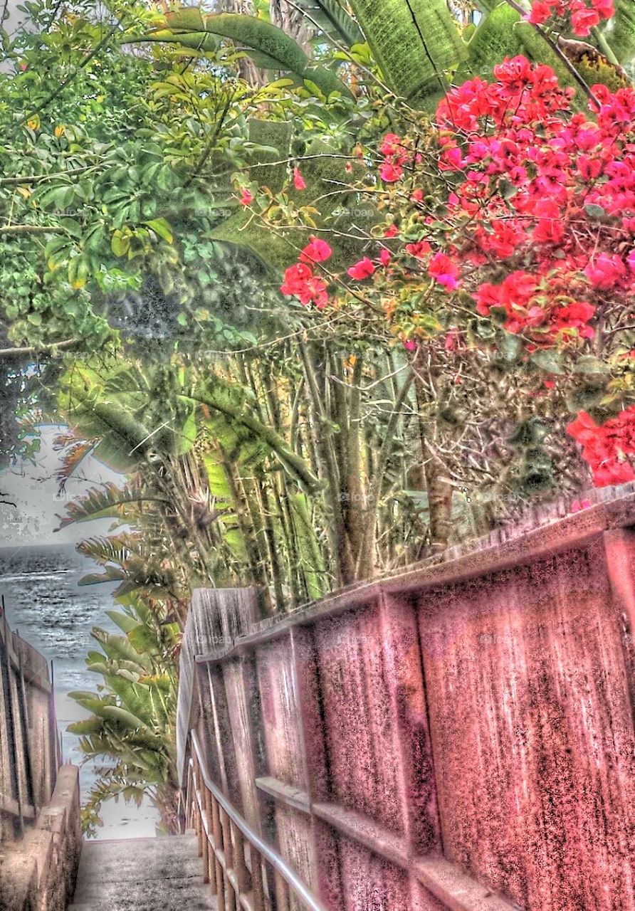 Pathway To Carlsbad Beach