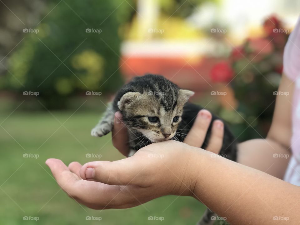 Mini gattino