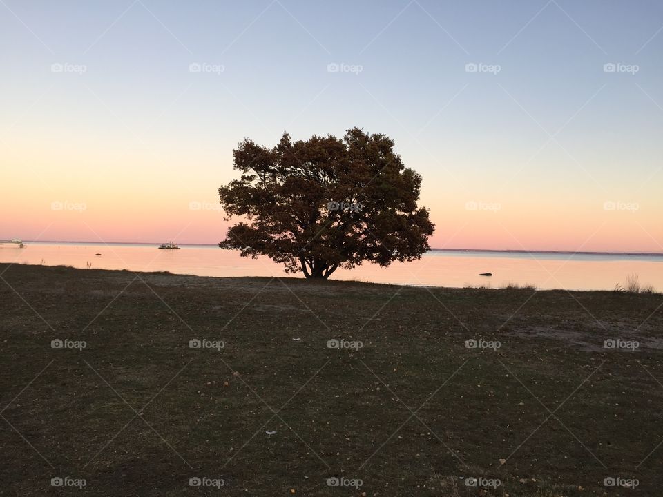 Oaktree by the sea 
