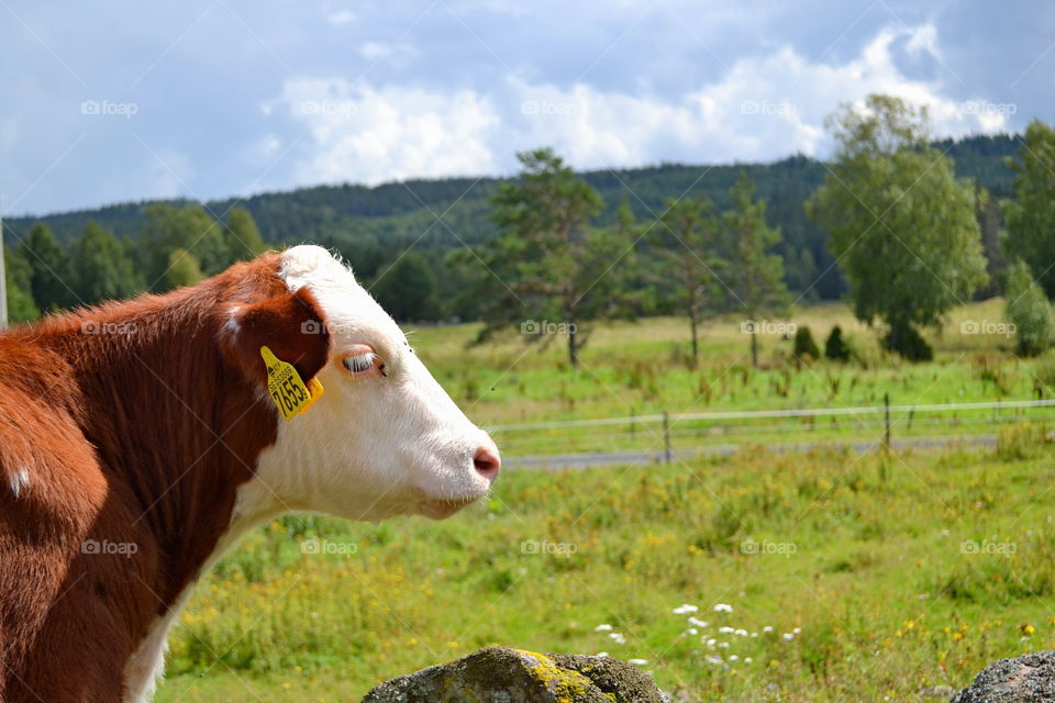 Calf and beautiful landscape