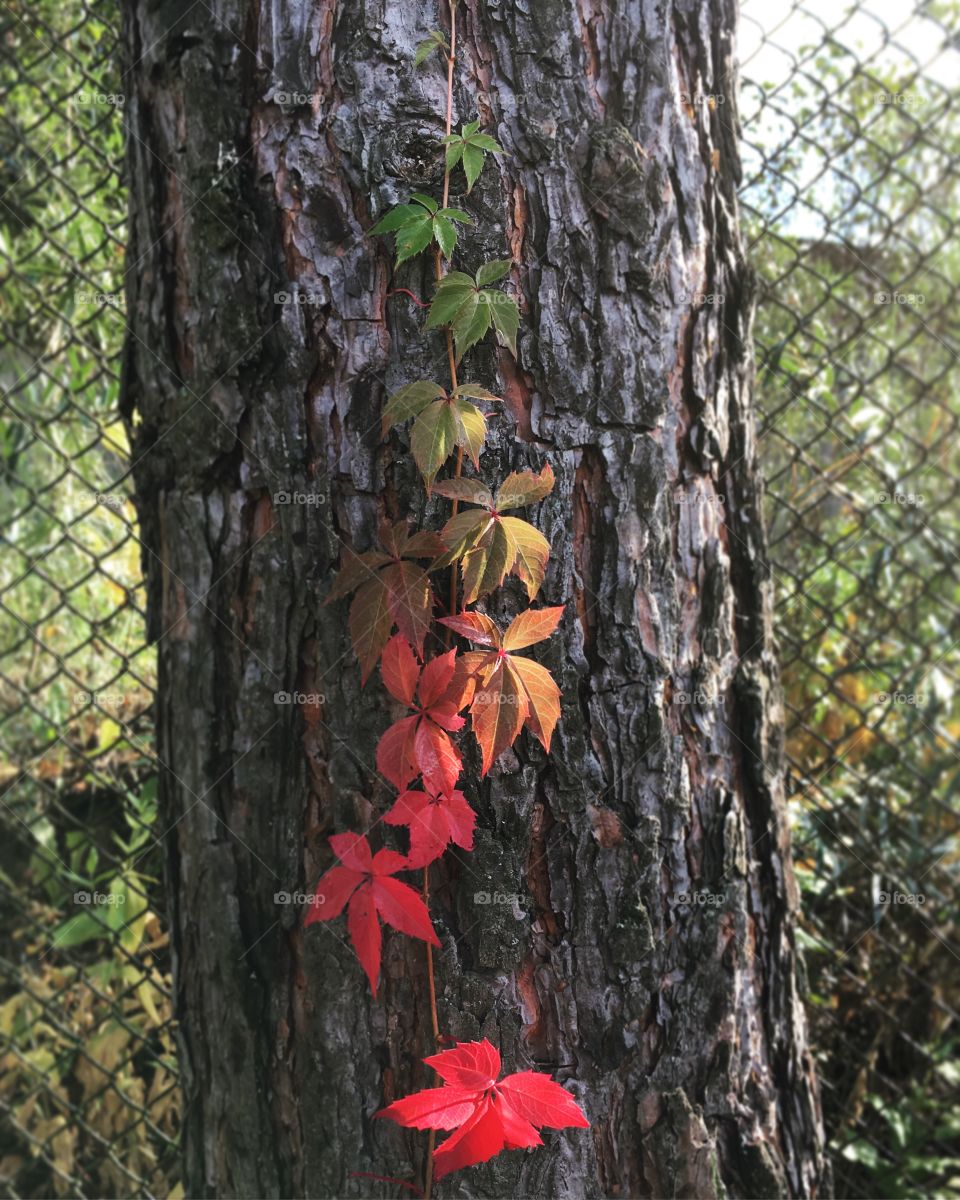 Gradient bindweed on the tree