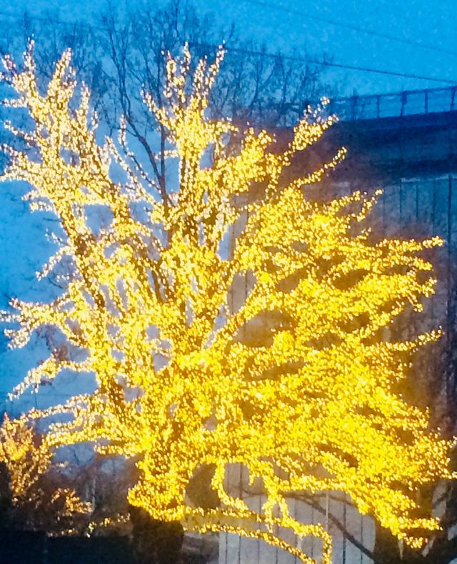 Lights in the snow 