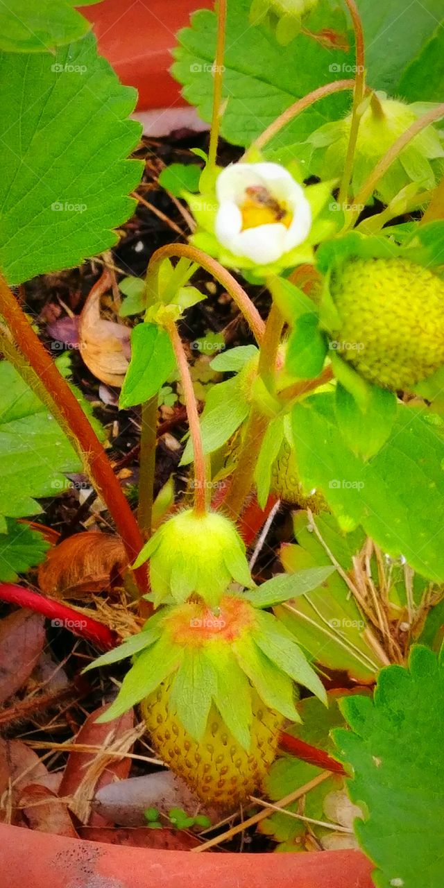 Growing Strawberries