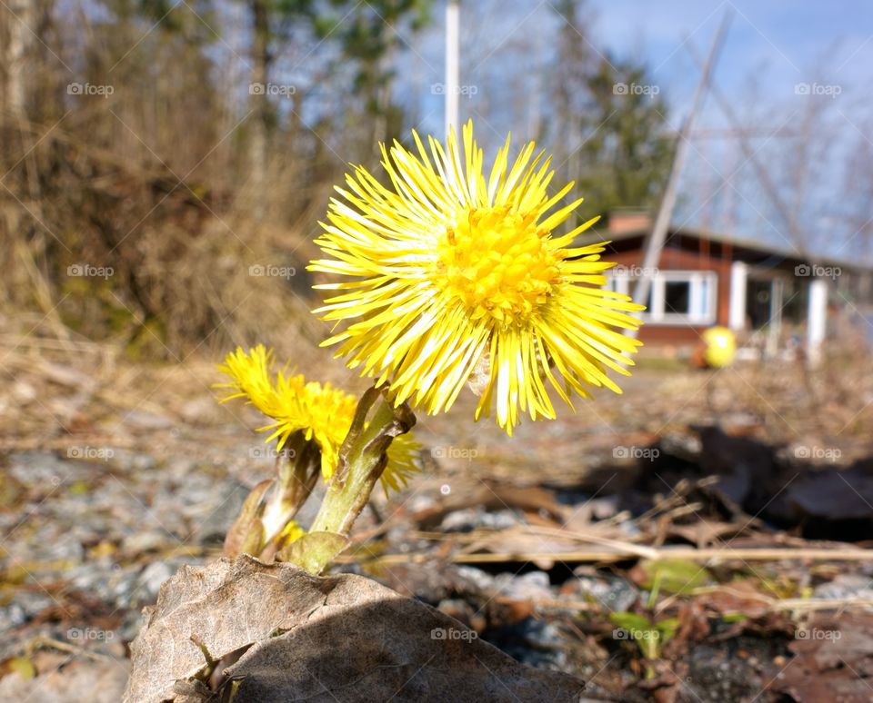 Coltsfoot. Tussilago farfara