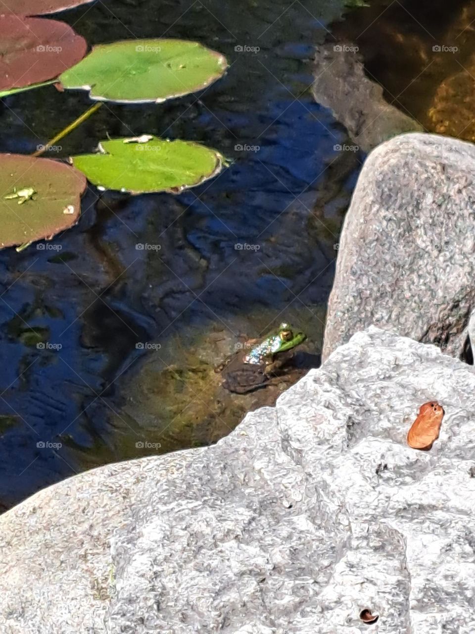 sun bathing frog