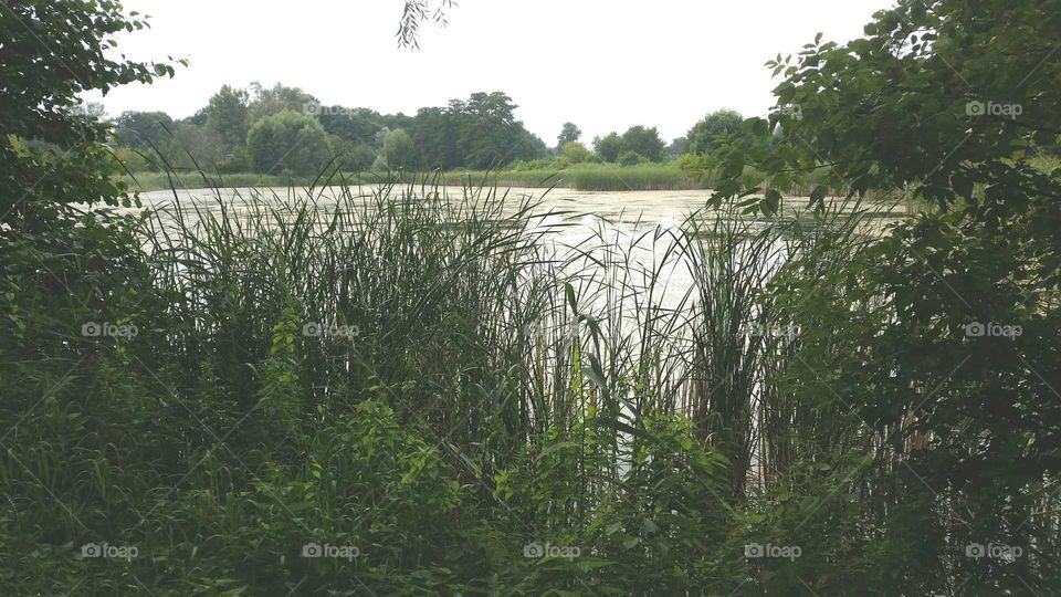 water grass and a pond