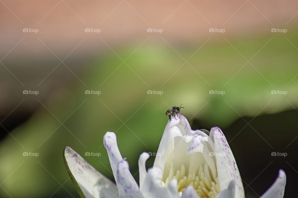 Bee on a white lotus Background leaves green