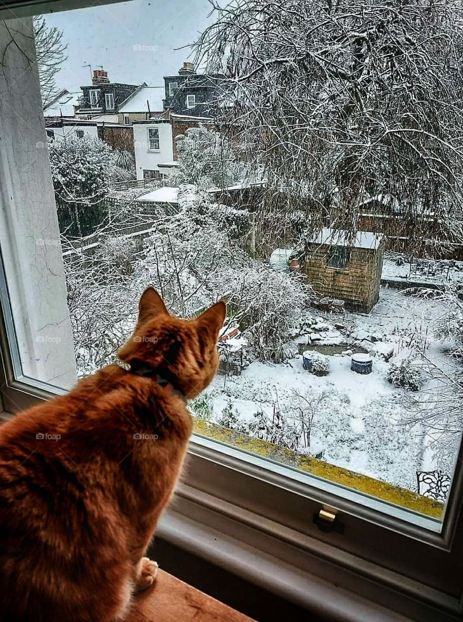 cat watching the snow outside the window