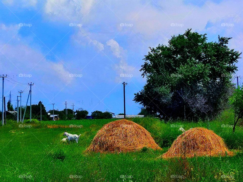 Countryside.  Summer quiet evening in a small village.  Two stacks of hay lie on the green grass, around which white goats walk.  Houses are buried in green plants.  In the background blue sky with white clouds