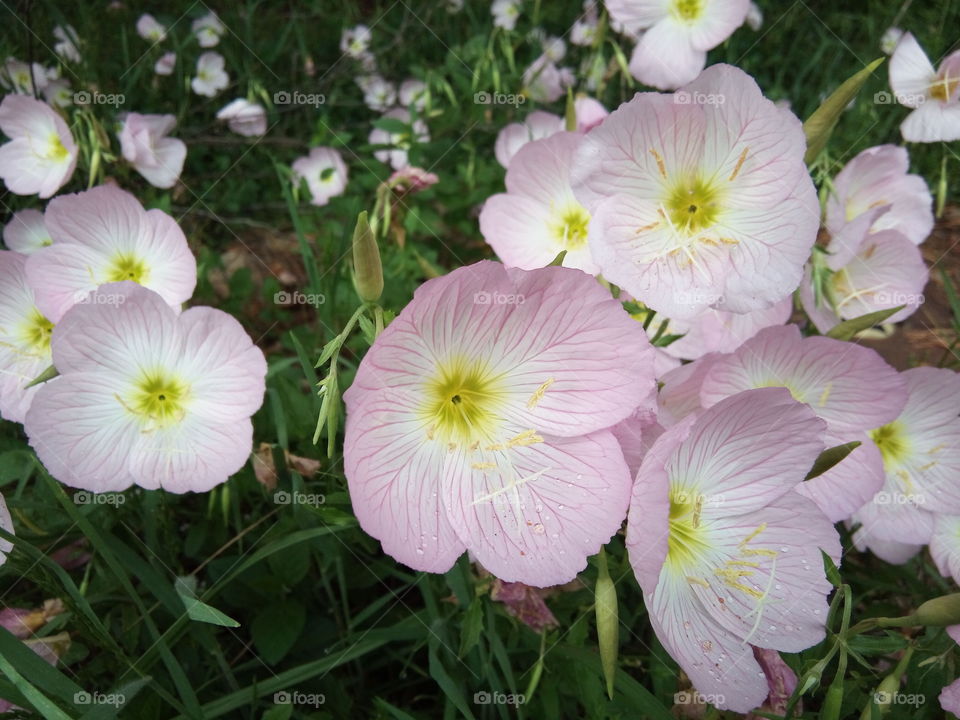 Evening Primrose, wild medicine