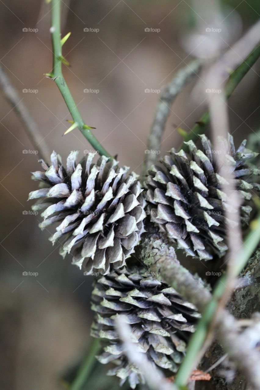 Three Prickly pine cones being protected by thorns off a long brand in the woods 