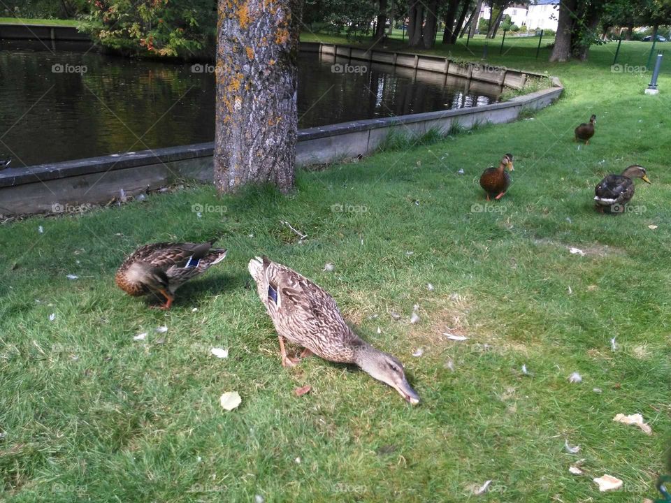 Bird, Poultry, Duck, Nature, Grass