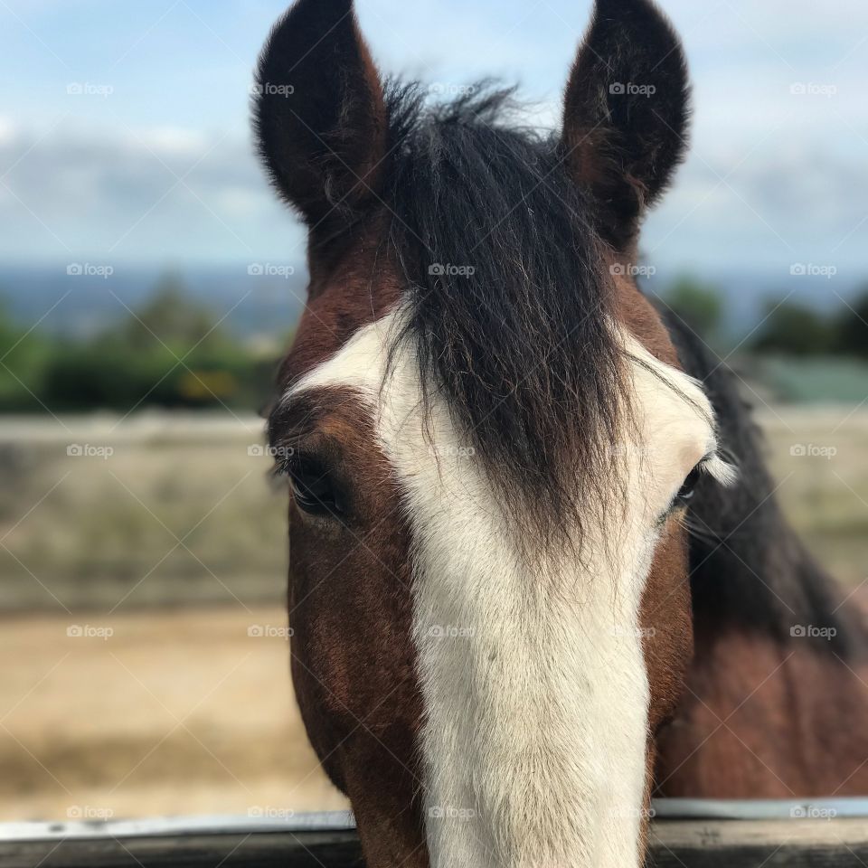 Horse of a different color 