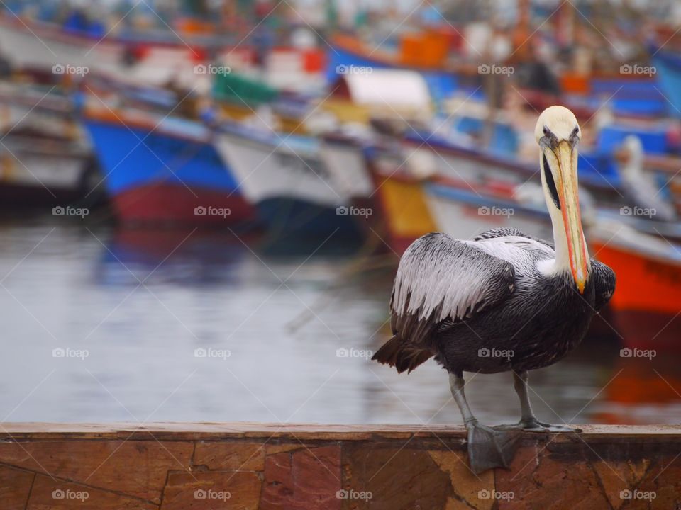 Focus in pelican 