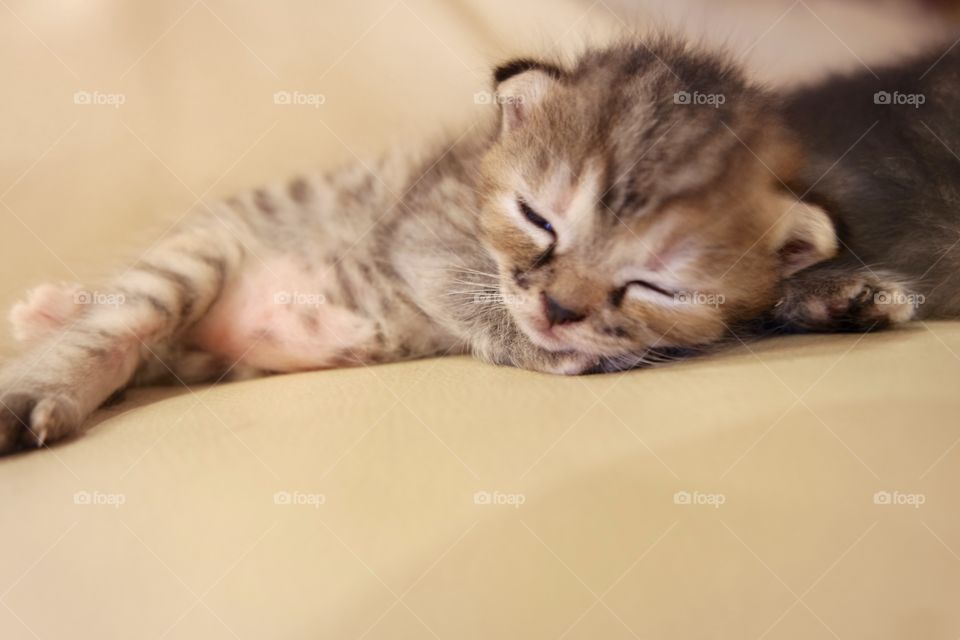 Sleeping kitten