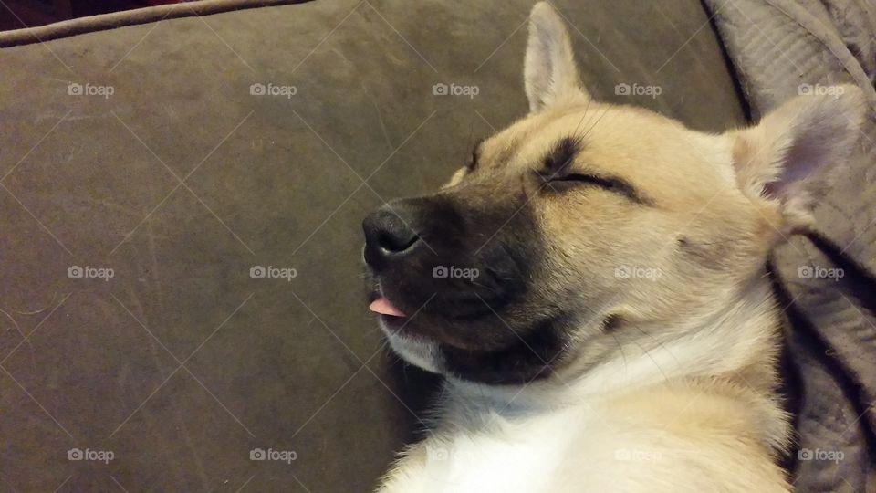 cute sleeping husky mix