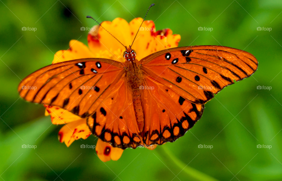 butterfly orange butterfly butterfly on flower by lightanddrawing