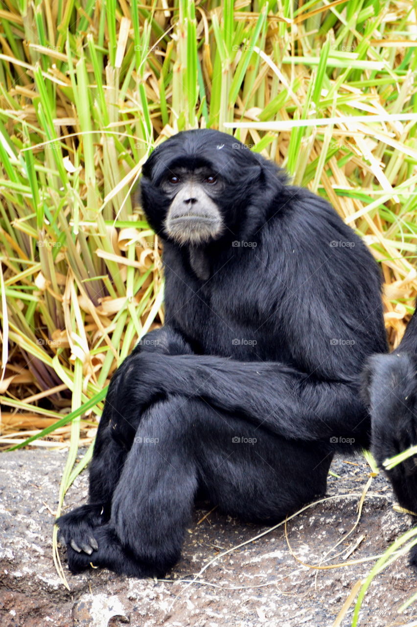 siamang gibbon posing