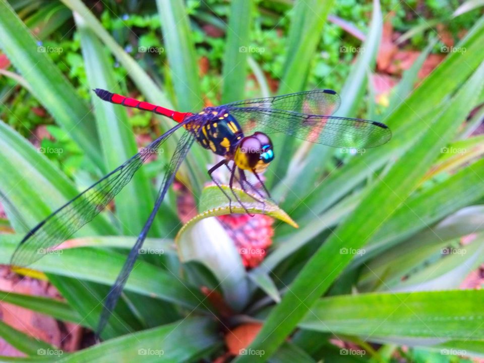 Dragonfly standing on pineapple plant