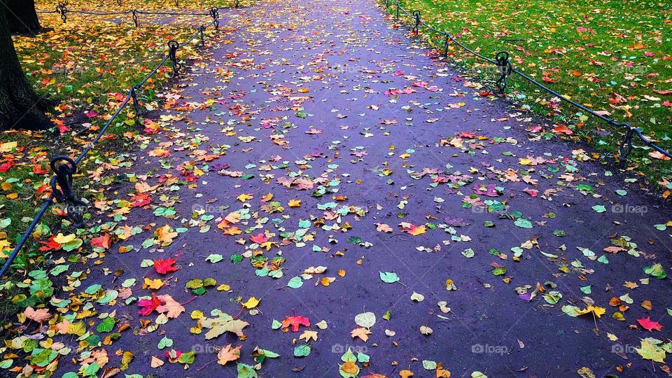 Autumn road🍁🍂 Fall mood 🍁🍂 Leaves 🍁🍂 Park🍁🍂