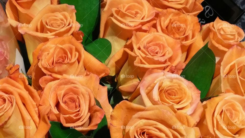 roses flowers orange