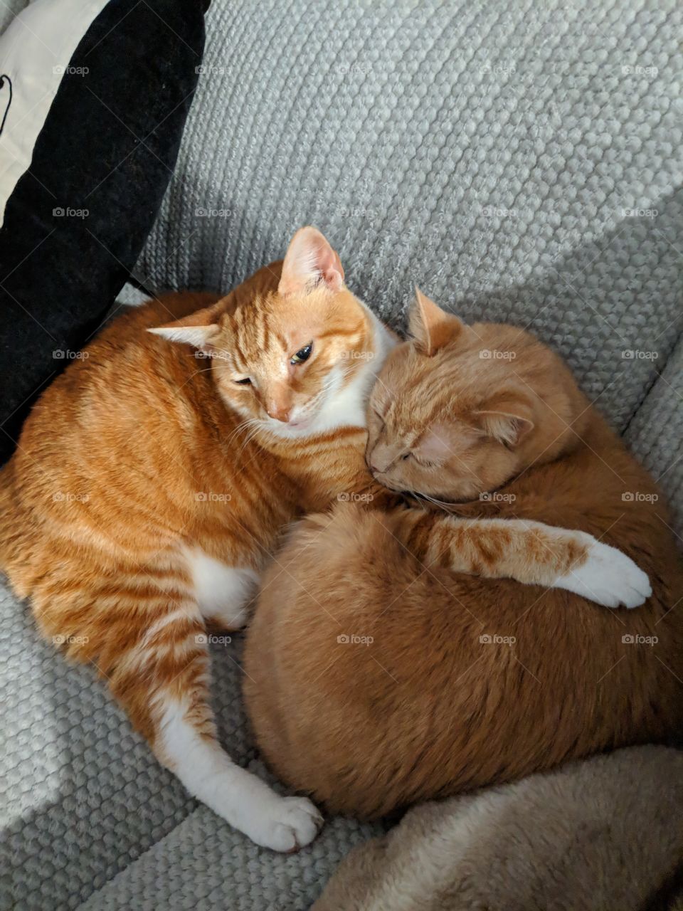 Cuddle buddies
