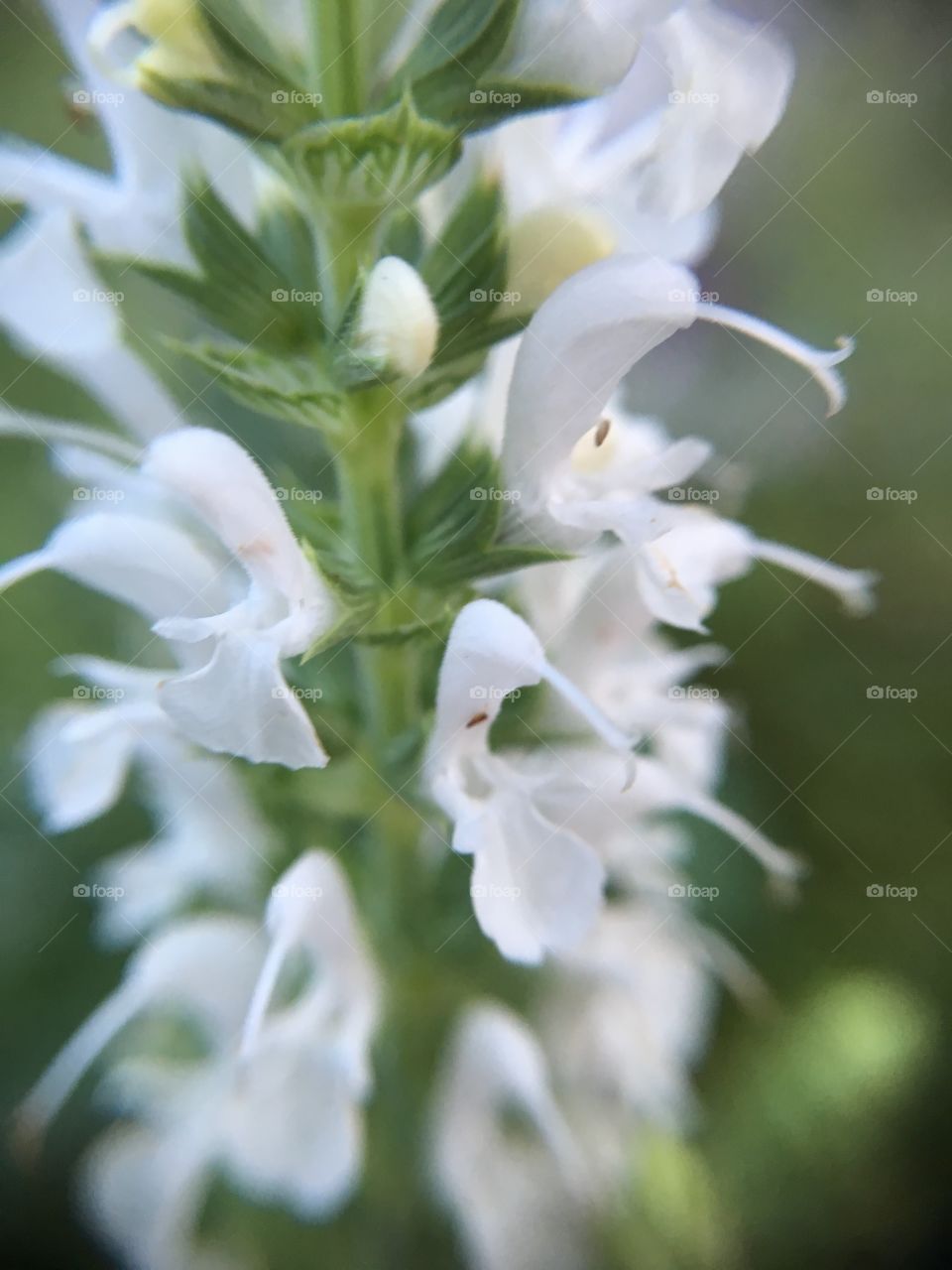 Tiny white flower closeup