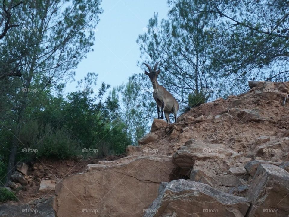 Chamois#nature#rock#trees