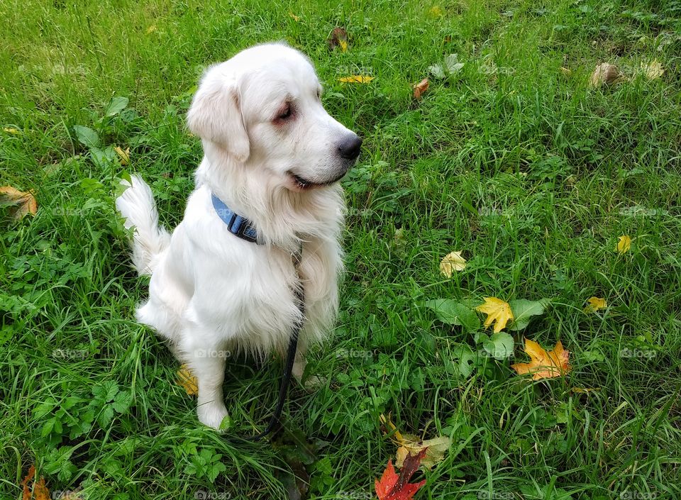 My golden retriever is patiently waiting when I make this shot. 