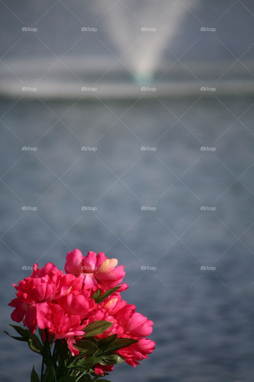 Flowers on the Lake