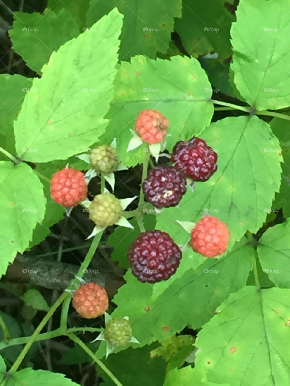 Raspberries 