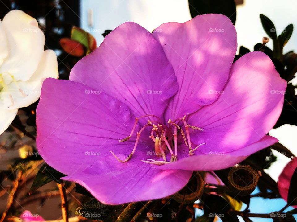 A Tibouchina mutabilis flower. It is an evergreen tree that grows in Brazil, where is called Manacá da Serra, and it is known as Glory Bush in Australia. Its flowers have different colors (white to pink), which makes it a beautiful ornamental plant.