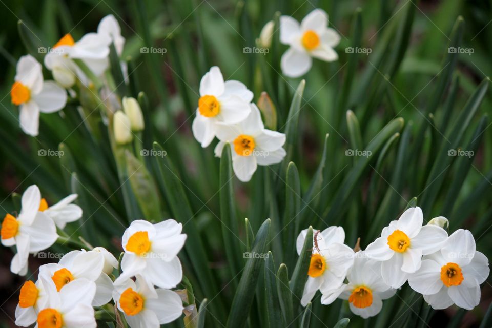 Jonquils . Field of Jonquils 