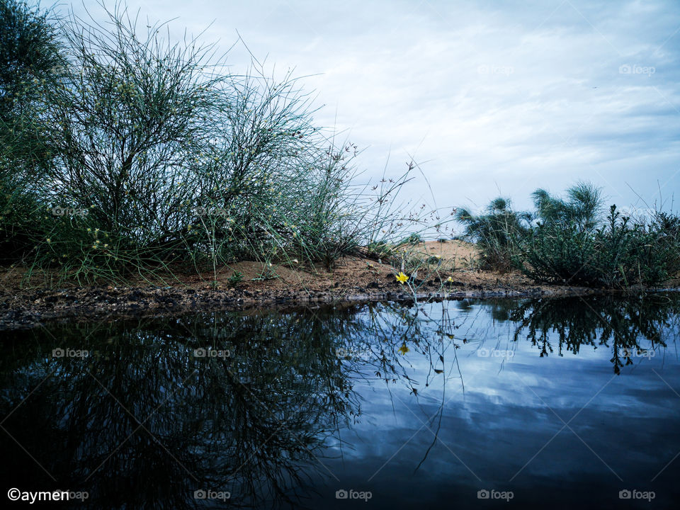 Morning after rain