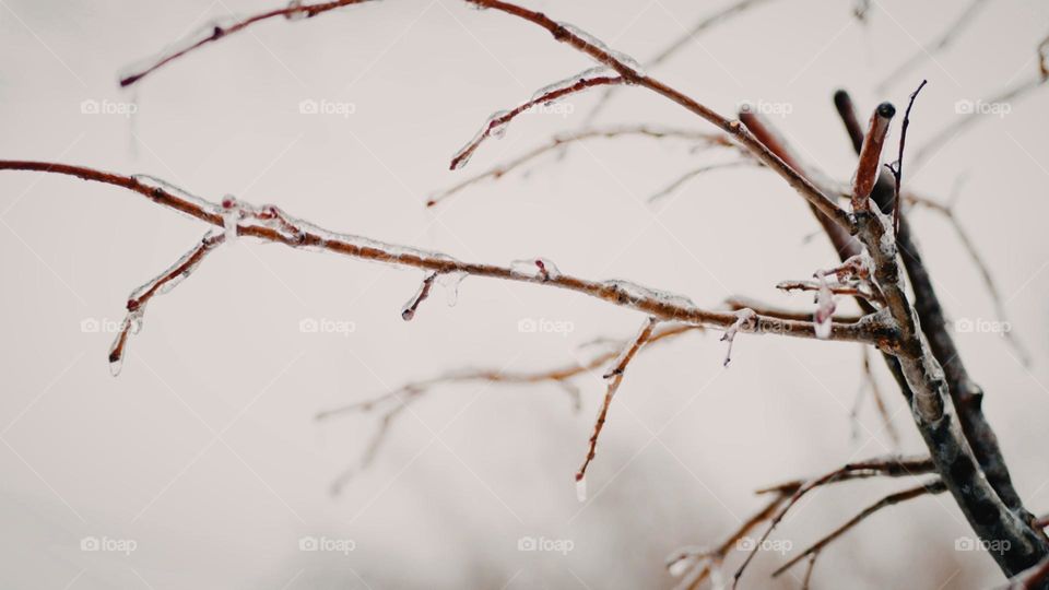 winter forest