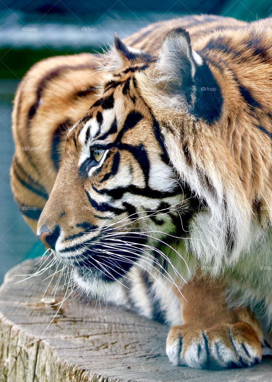 Tiger - I love this photo ;)