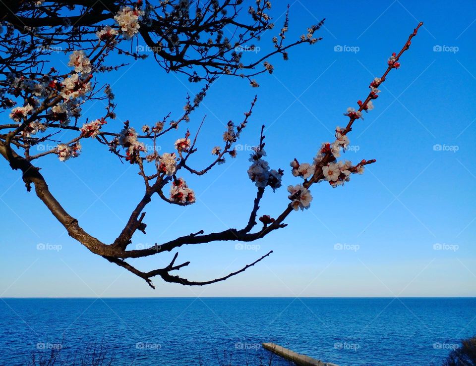 Battle: Winter vs. Spring