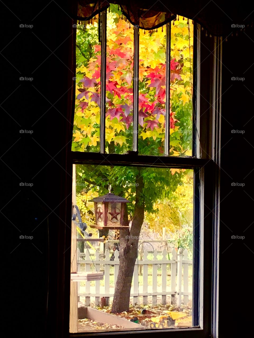 Fall leaves on tree viewed through vintage home window 