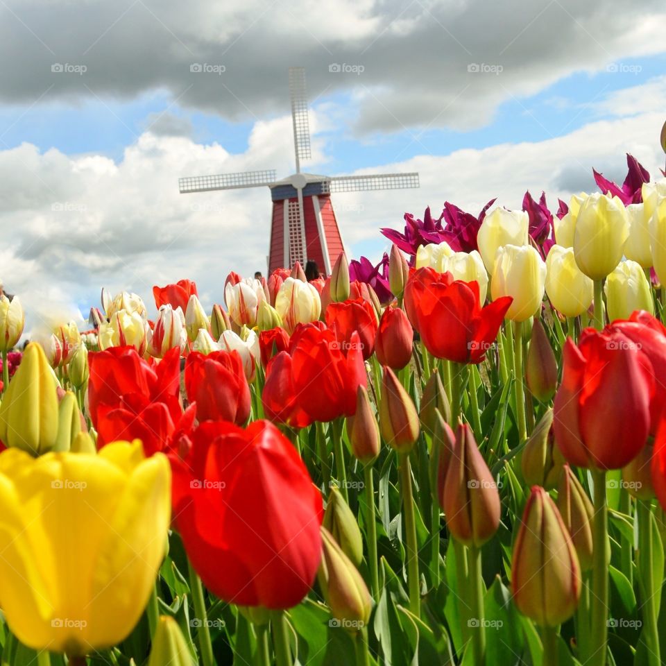 Windmill and Tulips