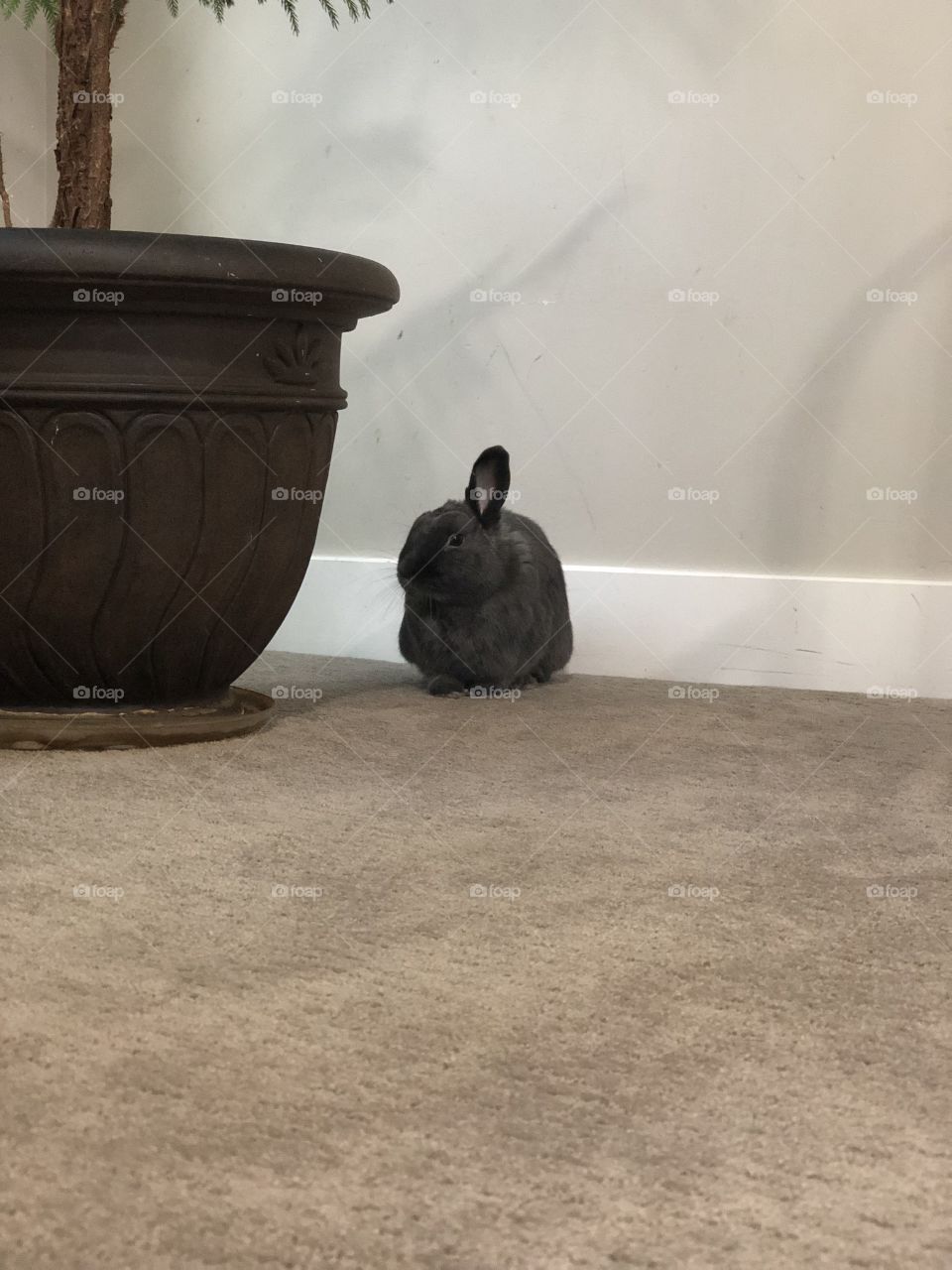 Ollie the bunny