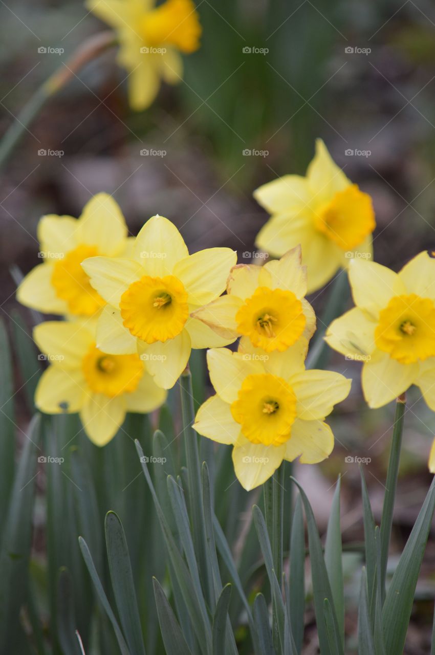 Closeup of daffodils.  