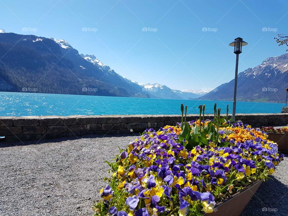 Flowers in Switzerland 