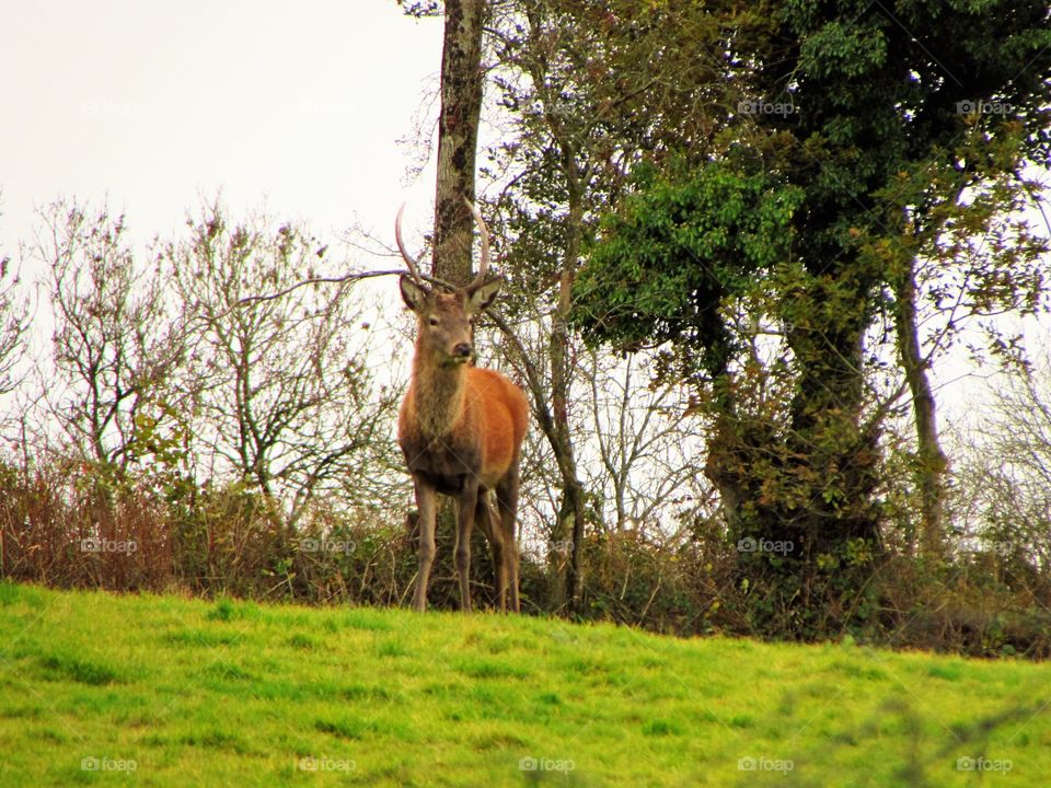 red deer roaming the moor