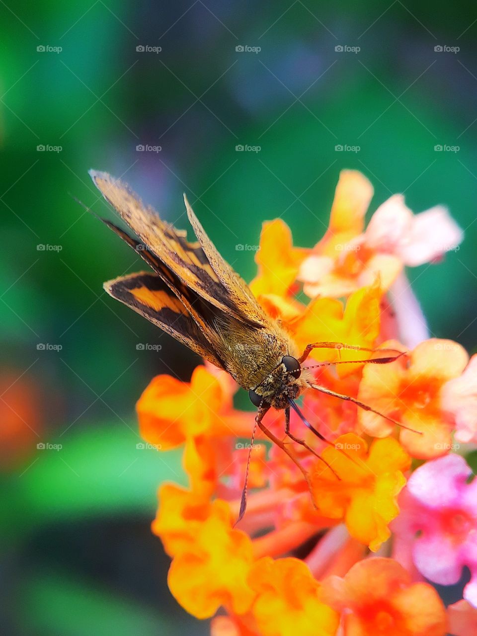 Capturing butterfly through macro lens from my parents garden in Malaysia