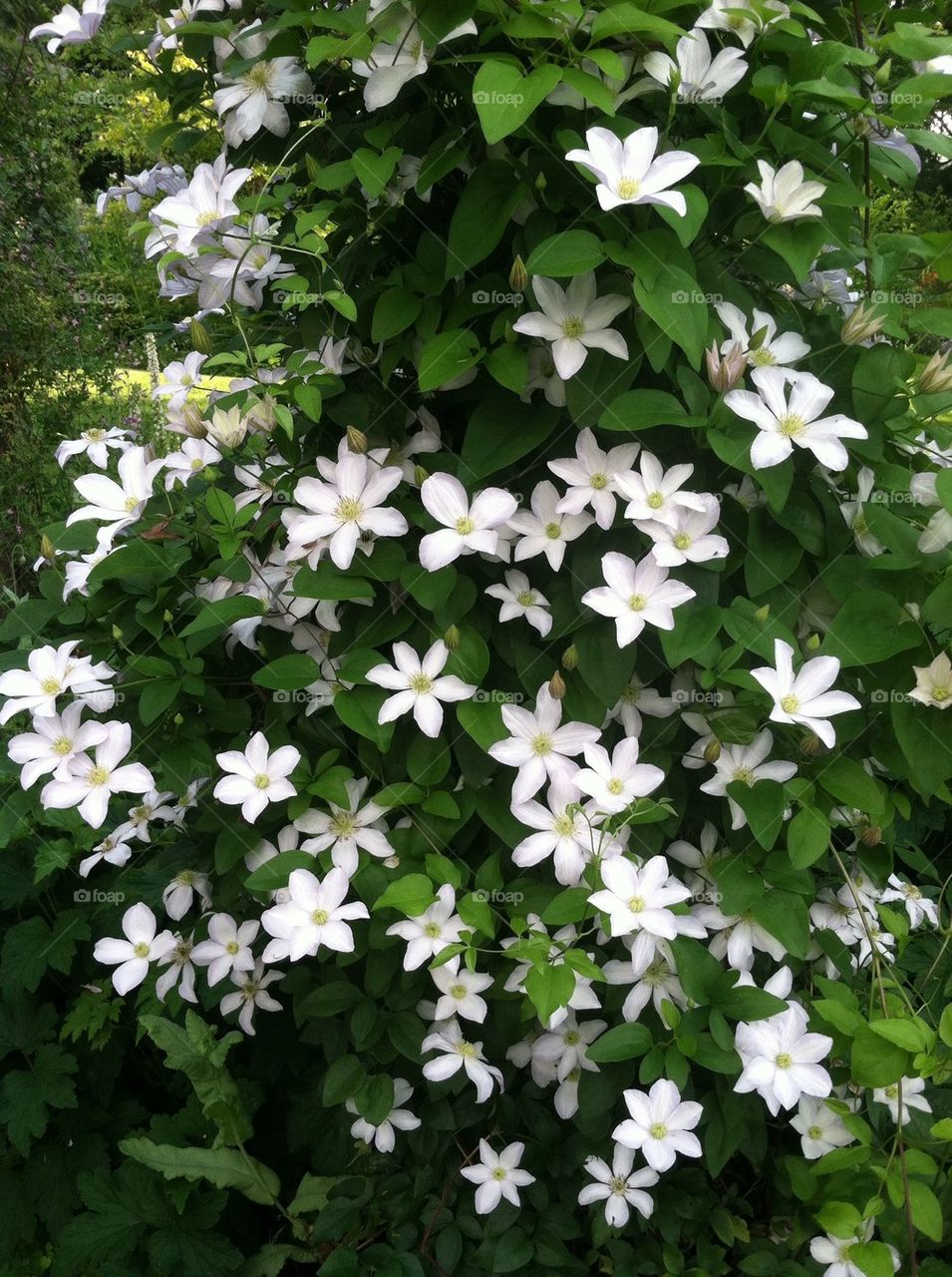 Blooms galore