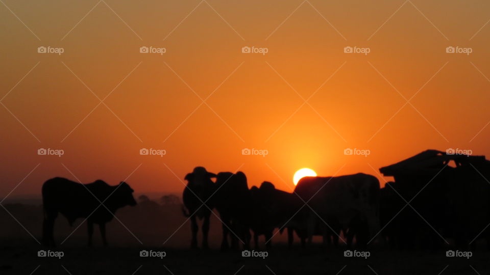 O gado no por do sol 
