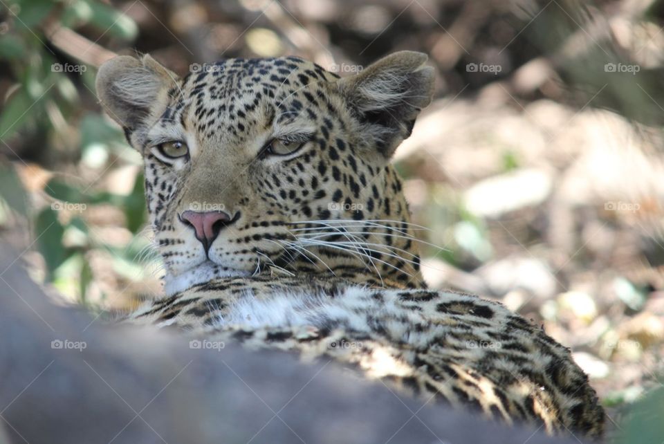 Chine leopard