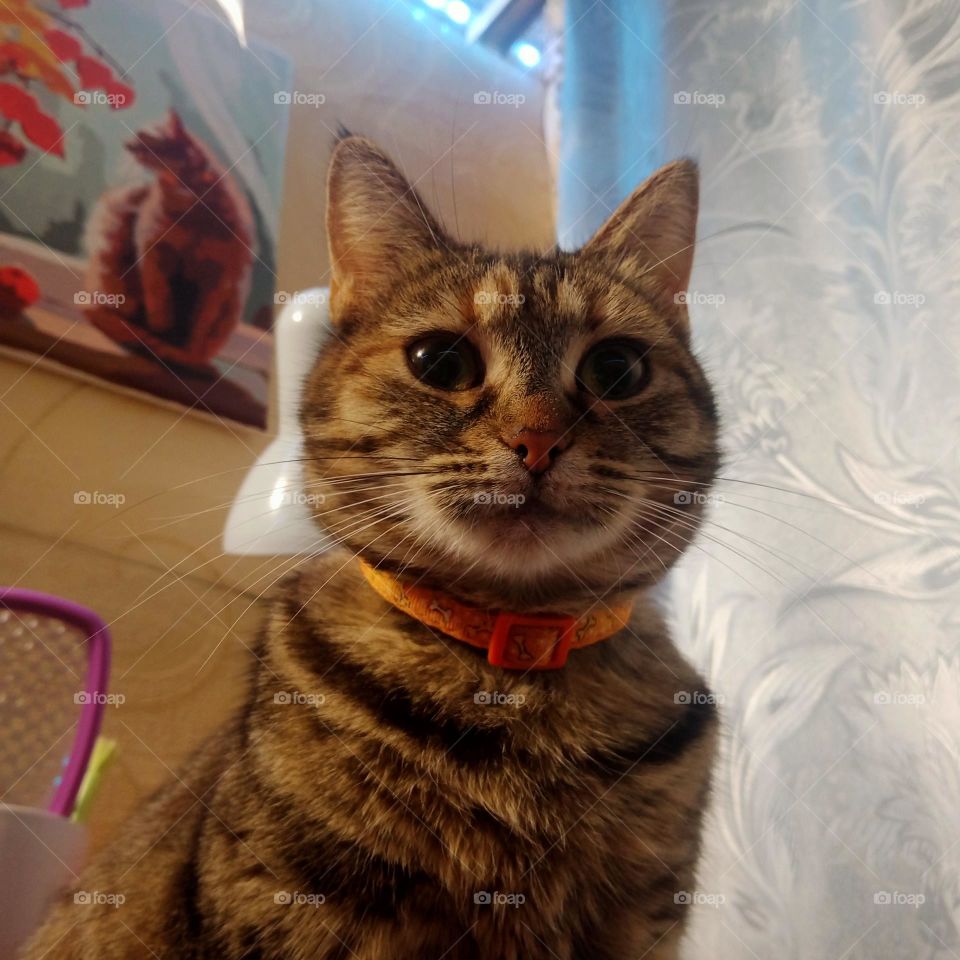 The kitty looked somewhere far away, as if in a dream😻📷