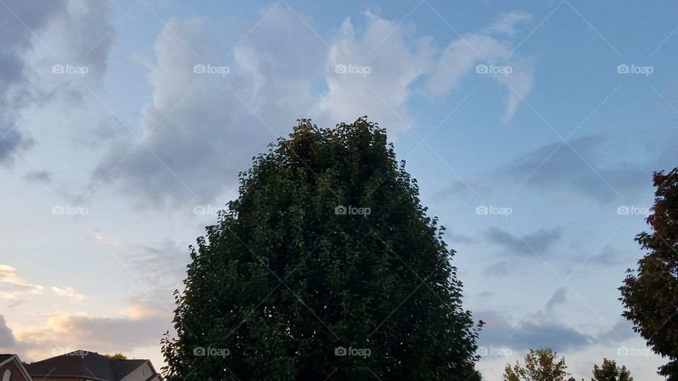 No Person, Tree, Nature, Landscape, Outdoors