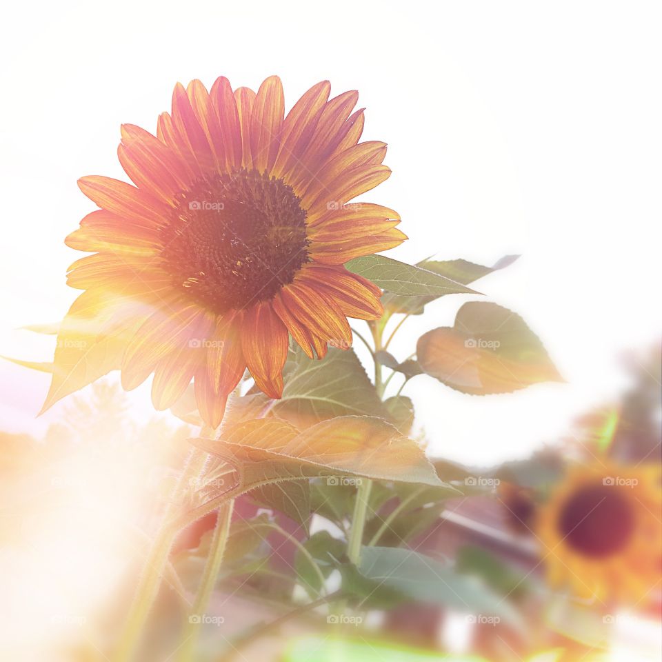 Sun in the flower
